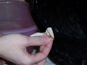 soft-shelled egg soft-shelled egg