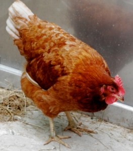 ISA brown hen