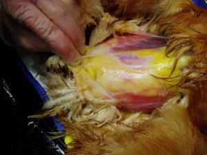 Yellow fat in the body cavity