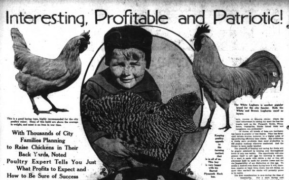 chickens_SFC-article2-full