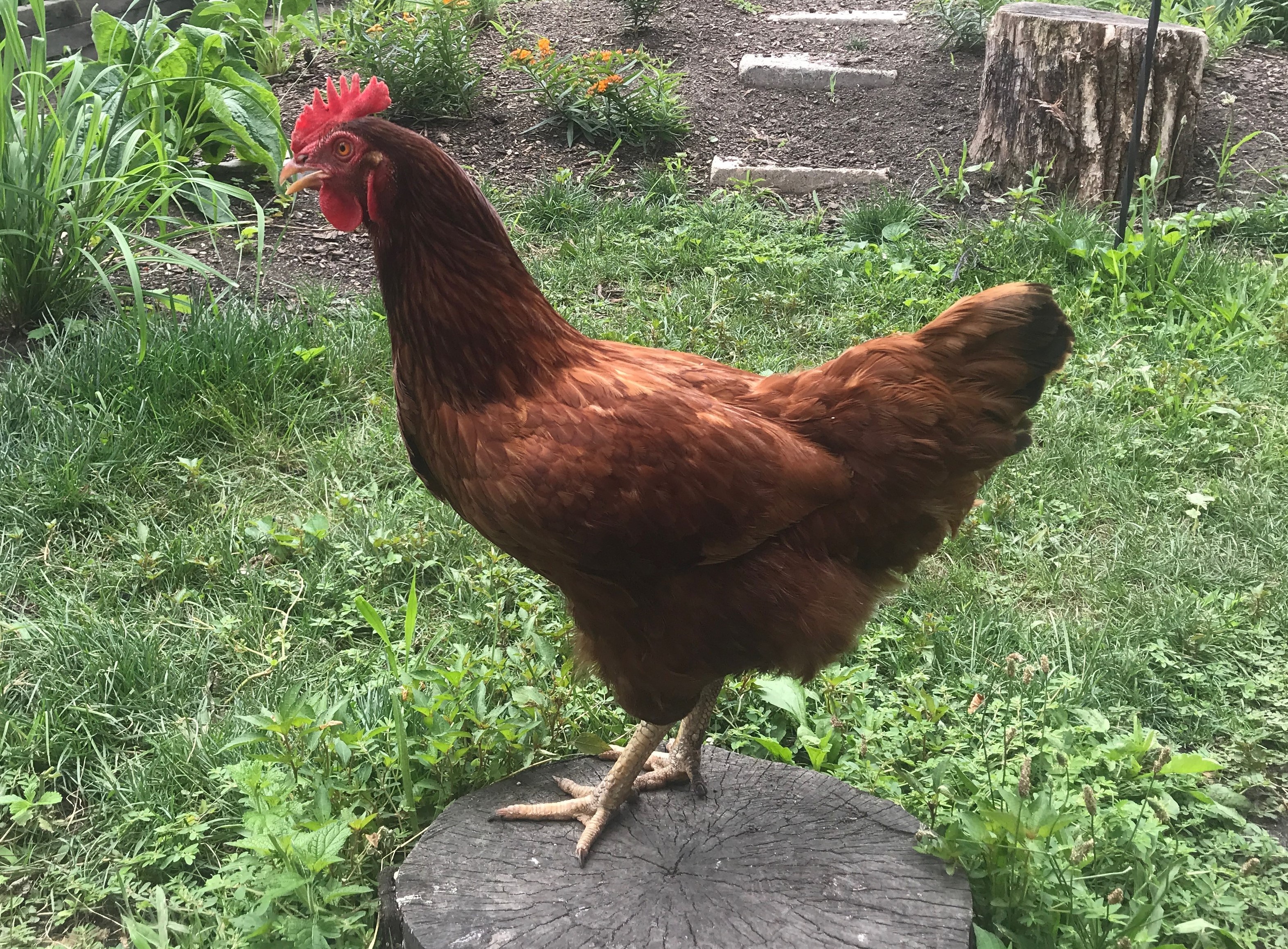 Ruby_all_better_crop